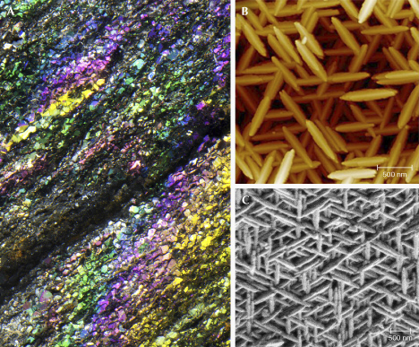 Figure 36. A: “Rainbow” hematite specimen showing different iridescent colors; courtesy of Rhonda Wilson. Photomicrograph by Nathan Renfro; field of view 4.07 mm. B and C: AFM and SEM images of the surface of “rainbow” hematite; images from Lin et al. (2018). Figure 36. A: “Rainbow” hematite specimen showing different iridescent colors; courtesy of Rhonda Wilson. Photomicrograph by Nathan Renfro; field of view 4.07 mm. B and C: AFM and SEM images of the surface of “rainbow” hematite; images from Lin et al. (2018).