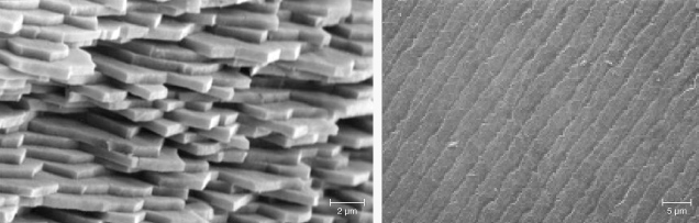 Figure 38. Left: SEM image of the cross section of a broken pearl showing packed aragonite platelets. Image from Snow et al. (2004). Right: SEM image of the surface of an iridescent shell showing periodic grooves that act as a reflection grating. Image from Liu et al. (1999). Figure 38. Left: SEM image of the cross section of a broken pearl showing packed aragonite platelets. Image from Snow et al. (2004). Right: SEM image of the surface of an iridescent shell showing periodic grooves that act as a reflection grating. Image from Liu et al. (1999).