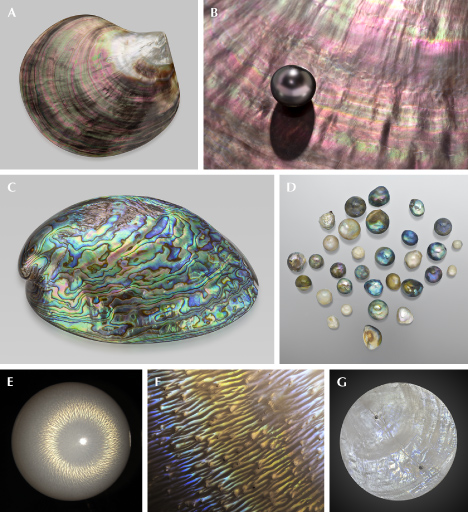 Figure 39. A: A polished Pinctada margaritifera shell (110.9 g) from Tahiti showing strong iridescent colors; courtesy of GIA Museum, collection no. 23105. B: A Tahitian cultured pearl with pink iridescent overtone on top of an iridescent shell. C: An 87.90 g polished abalone shell; courtesy of GIA Museum, collection no. 36706. D: Semi-round abalone pearls, the largest measuring 10.93 mm and the smallest 4.46 mm; courtesy of KCB Natural Pearls. E: Iridescent flame structure on a 9.80 mm non-nacreous Tridacna pearl under fiber-optic illumination resembles a chatoyant effect. F: Flame structure of a Spondylus pearl showing yellow and blue iridescent colors; field of view 2.34 mm. G: Circularly cut windowpane oyster (Placuna placenta) shell (50 mm in diameter) showing faint iridescence. Photos by Emily Lane (A, C, and G), Robert Weldon (B), and Artitaya Homkrajae (E and F). Figure 39. A: A polished Pinctada margaritifera shell (110.9 g) from Tahiti showing strong iridescent colors; courtesy of GIA Museum, collection no. 23105. B: A Tahitian cultured pearl with pink iridescent overtone on top of an iridescent shell. C: An 87.90 g polished abalone shell; courtesy of GIA Museum, collection no. 36706. D: Semi-round abalone pearls, the largest measuring 10.93 mm and the smallest 4.46 mm; courtesy of KCB Natural Pearls. E: Iridescent flame structure on a 9.80 mm non-nacreous Tridacna pearl under fiber-optic illumination resembles a chatoyant effect. F: Flame structure of a Spondylus pearl showing yellow and blue iridescent colors; field of view 2.34 mm. G: Circularly cut windowpane oyster (Placuna placenta) shell (50 mm in diameter) showing faint iridescence. Photos by Emily Lane (A, C, and G), Robert Weldon (B), and Artitaya Homkrajae (E and F).