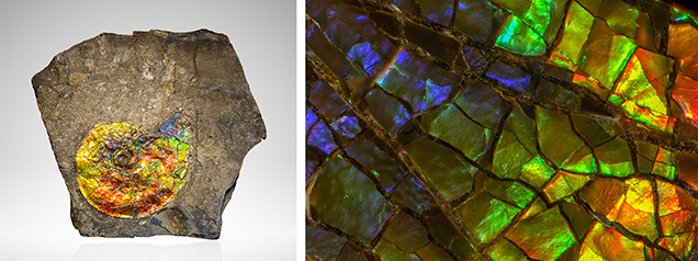 Figure 40. Left: Iridescent ammonite fossil in its shale host rock (45 cm wide) from Alberta, Canada; gift of Korite International, GIA Museum no. 30195. Right: An ammonite fossil from Alberta, Canada, showing a full spectrum of color; courtesy of John I. Koivula. Photos by Kevin Schumacher (left) and Nathan Renfro; field of view 13.09 mm (right). Figure 40. Left: Iridescent ammonite fossil in its shale host rock (45 cm wide) from Alberta, Canada; gift of Korite International, GIA Museum no. 30195. Right: An ammonite fossil from Alberta, Canada, showing a full spectrum of color; courtesy of John I. Koivula. Photos by Kevin Schumacher (left) and Nathan Renfro; field of view 13.09 mm (right).
